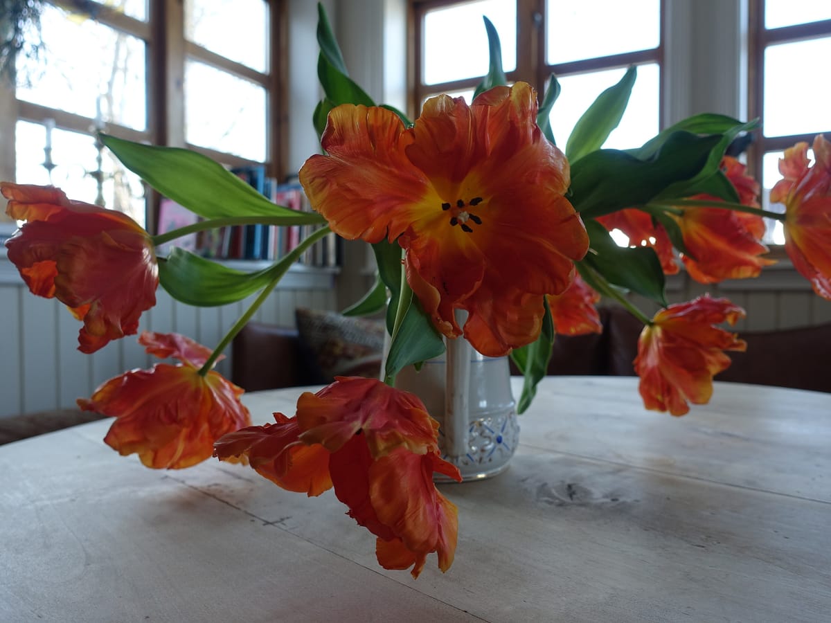 Sfeerbeeld: oranje tulpen in een vaas op tafel
